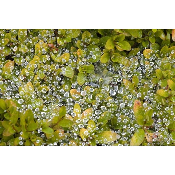 Posterazzi DPI1845477 Dew On A Bush Poster Print, 18 x 12
