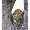thumbnail image 1 of Posterazzi DPI1846232LARGE Leopard Panthera Pardus Poster Print, Large - 28 x 32, 1 of 3