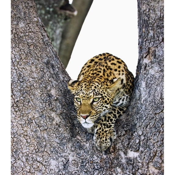Posterazzi DPI1846232LARGE Leopard Panthera Pardus Poster Print, Large - 28 x 32