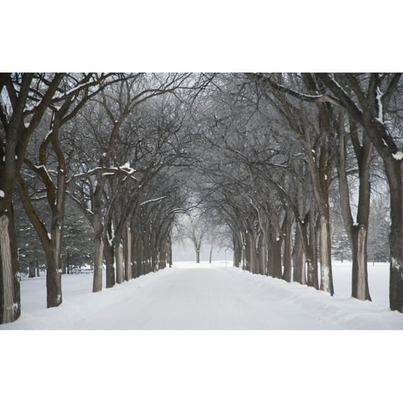 Posterazzi DPI1847319LARGE Assiniboine Park Winnipeg Manitoba Canada - Grove of Trees in Winter Fog Poster Print, Large - 40 x 26