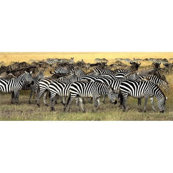 Posterazzi DPI1848064LARGE Masai Mara Kenya - Herd of Burchells Zebra & Wildebeest Poster Print, Large - 36 x 14
