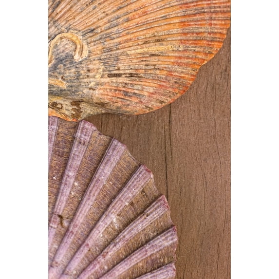 Posterazzi DPI1849527 Seashells Poster Print, 12 x 19