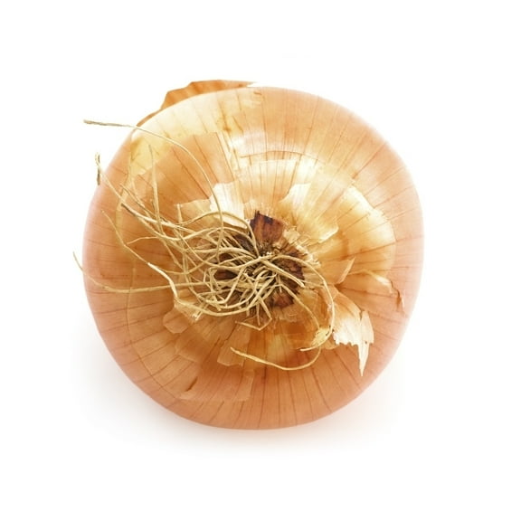 Posterazzi DPI1850755LARGE Onion Poster Print, Large - 32 x 28