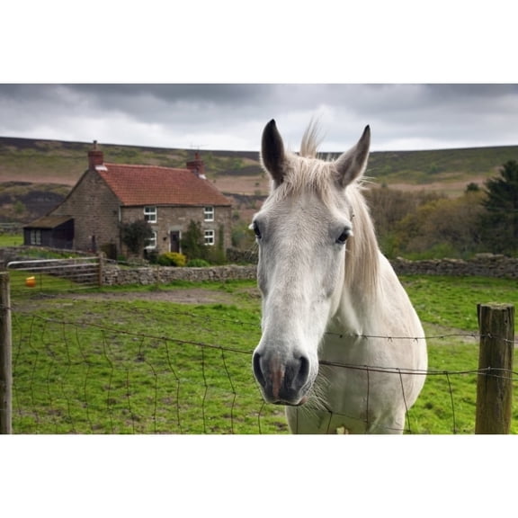 Posterazzi DPI1853675 Horse Peering Over Fence North Yorkshire England Poster Print, 18 x 12