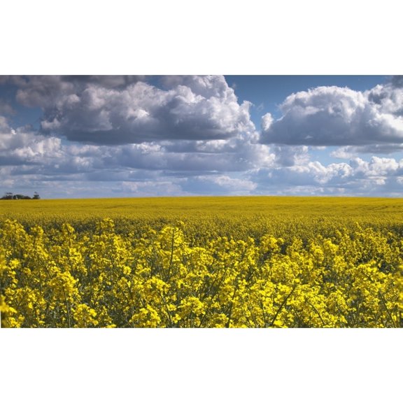 Posterazzi DPI1853874 Canola Field - North Yorkshire England Poster Print, 19 x 12