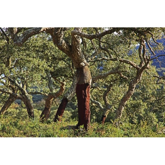 Posterazzi DPI1853963LARGE Old Cork Oak Tree - Andalucia Spain Poster Print, Large - 38 x 24