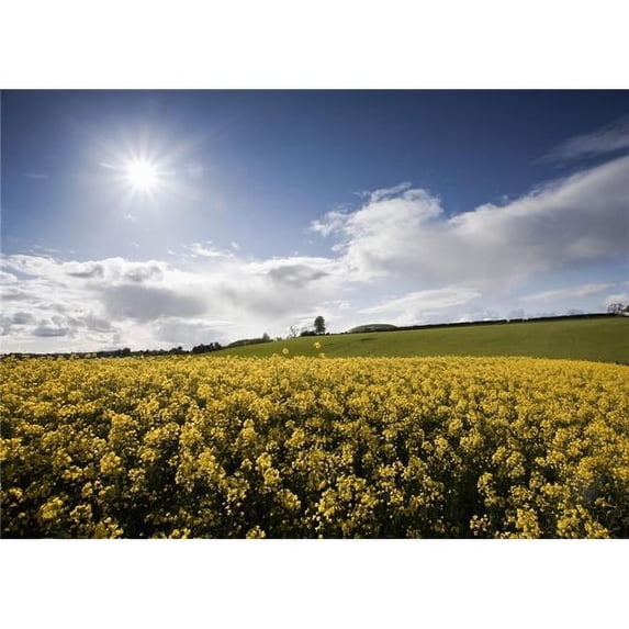 Posterazzi DPI1854026LARGE Yellow Rapeseed Field Newgrange County Meath Ireland Poster Print, Large - 36 x 26