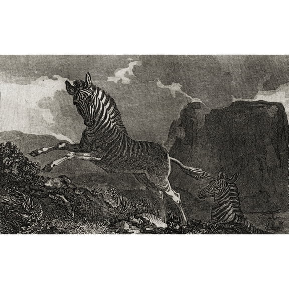 Posterazzi DPI1858999LARGE Quagga. Equus Quagga with A View of The Table Mountain At The Cape of Good Hope Poster Print, Large - 38 x 24