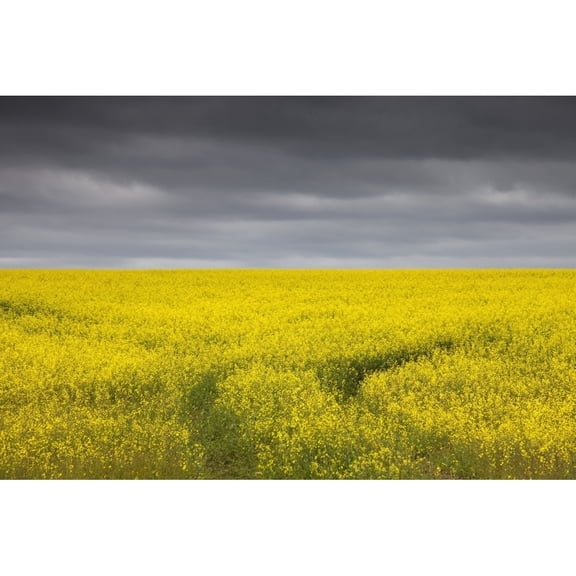Posterazzi DPI1860579 Canola Fields Under Stormy Skies Poster Print, 19 x 12