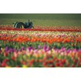 thumbnail image 1 of Posterazzi DPI1860846LARGE Tractor In Tulip Field Poster Print, 38 x 24, 1 of 3