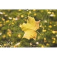 thumbnail image 1 of Posterazzi DPI1860942LARGE Fall Leaf In A Spider Web Poster Print, 38 x 24, 1 of 3