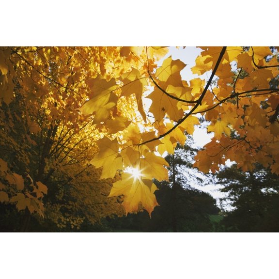 Posterazzi DPI1860943 Fall Leaves Poster Print, 19 x 12