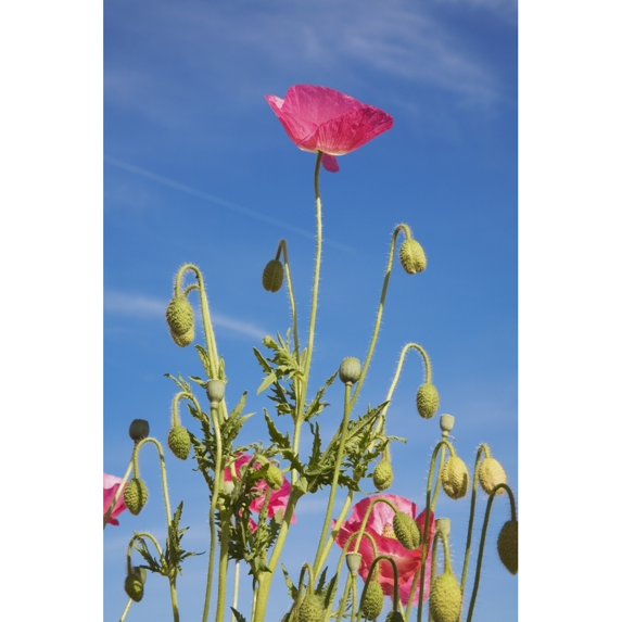 Posterazzi DPI1860981 Red Flower Against Blue Sky Poster Print, 12 x 19