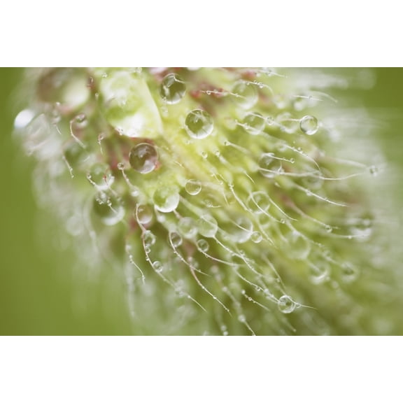 Posterazzi DPI1861033LARGE Dew on Plant Poster Print, 38 x 24
