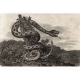 thumbnail image 1 of Posterazzi DPI1862201LARGE Striped Rattlesnake Crotalus Durissus From A 17th Century Poster Print, 34 x 22, 1 of 3