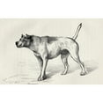 thumbnail image 1 of Posterazzi DPI1862844 Dog Approaching Another Dog with Hostile Intentions Illustration by Mr Riviere From the Book the Expression of the Emot Poster Print, 18 x 11, 1 of 3