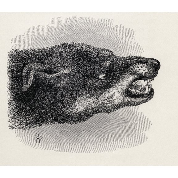 Posterazzi DPI1862846 Head of Snarling Dog Illustration Drawn From Life by Mr Wood From the Book the Expression of the Emotions In Man & A 1 Poster Print, 15 x 13
