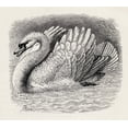 thumbnail image 1 of Posterazzi DPI1862847LARGE Swan Driving Away An Intruder. Illustration Drawn From Life by Mr. Wood From the Poster Print, 30 x 26, 1 of 4