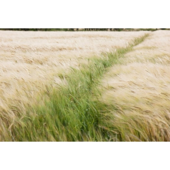 Posterazzi DPI1863154 Tall Grass In A Field Poster Print, 19 x 12