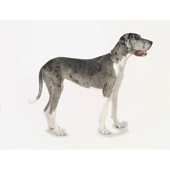 Posterazzi DPI1864757 Great Dane Dog Poster Print, 17 x 13
