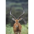 thumbnail image 1 of Posterazzi DPI1865318LARGE Impala Aepyceros Melampus Buck Poster Print, 24 x 38, 1 of 3