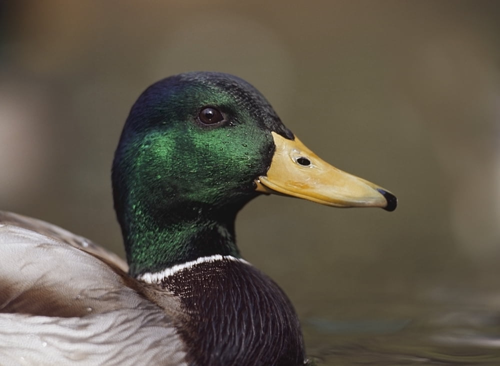 Posterazzi DPI1865400LARGE Mallard Drake Head Portrait Poster Print, 36 ...