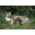 thumbnail image 1 of Posterazzi DPI1865435 Mountain Lion Nursing Cubs Poster Print, 18 x 12, 1 of 3