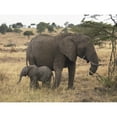 thumbnail image 1 of Posterazzi DPI1865772 Mother & Baby Elephant Poster Print, 17 x 13, 1 of 3