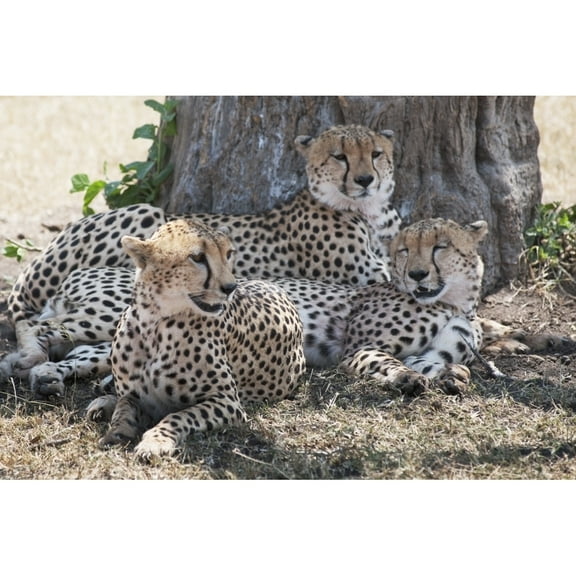 Posterazzi DPI1865798LARGE Leopards Kenya Africa Poster Print, 36 x 24