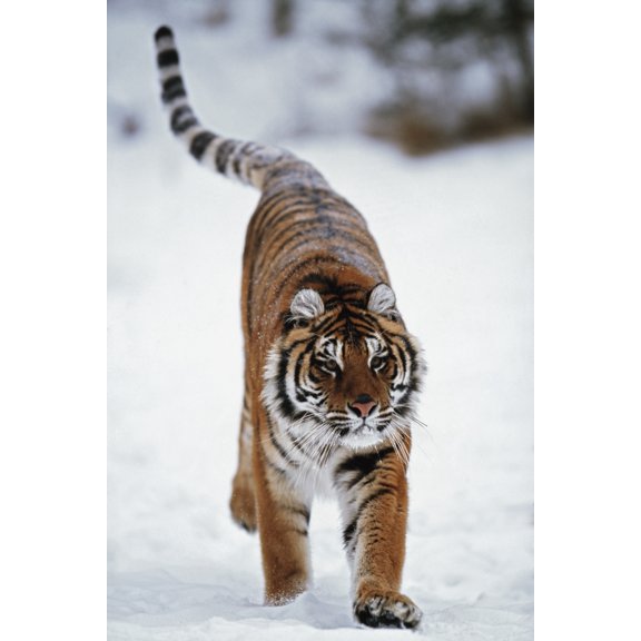 Posterazzi DPI1865863LARGE Siberian Tiger In Snow Poster Print, 24 x 38