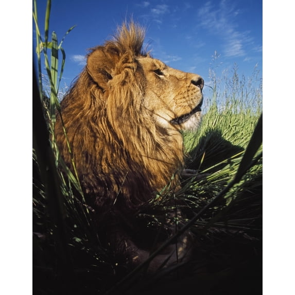 Posterazzi DPI1865865 Lion Panthera Leo with Big Mane Laying In Tall Green Grass Poster Print, 13 x 17