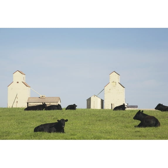 Posterazzi DPI1866571 Moseleigh Alberta Canada - Cattle In A Field with Grain Elevators Poster Print, 19 x 12