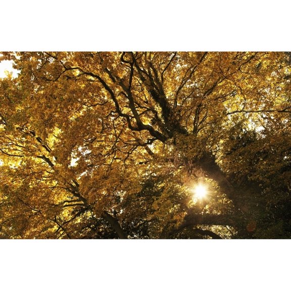 Posterazzi DPI1866714LARGE Sun Shining Through Golden Leaves on A Tree Poster Print, 38 x 24