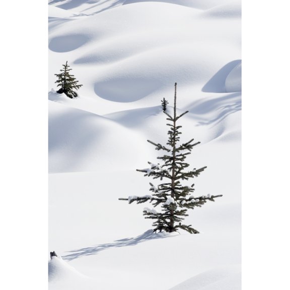 Posterazzi DPI1866733LARGE Banff National Park Alberta Canada - Trees In Snow Drifts At Lake Louise In Winter Poster Print, 24 x 38