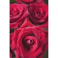 thumbnail image 1 of Posterazzi DPI1866839LARGE Red Roses - Quebec Canada Poster Print, 24 x 38, 1 of 3