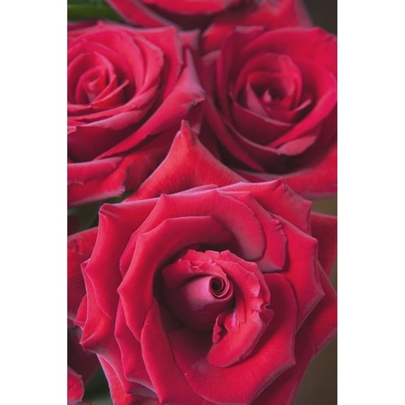 Posterazzi DPI1866839LARGE Red Roses - Quebec Canada Poster Print, 24 x 38