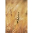thumbnail image 1 of Posterazzi DPI1867073LARGE Alberta Canada - Ripe Wheat Head Poster Print, 24 x 38, 1 of 3
