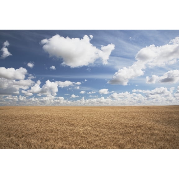 Posterazzi DPI1867148LARGE Wheat Field & Clouds In the Sky Poster Print, 38 x 24