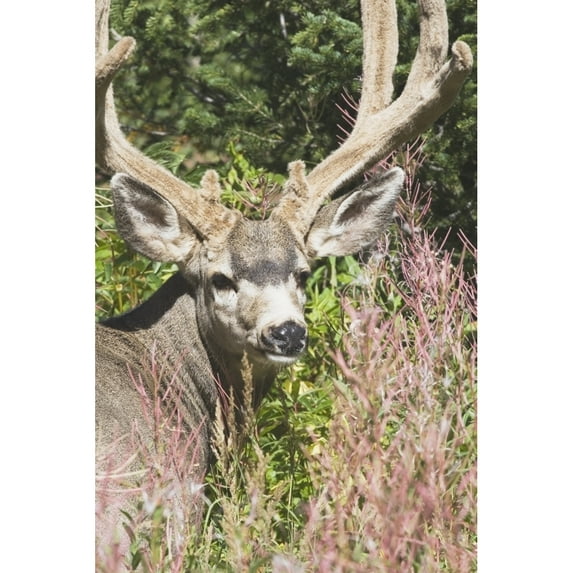 Posterazzi DPI1867149LARGE Waterton National Park Alberta Canada - Deer In A Mountain Meadow Poster Print, 24 x 38