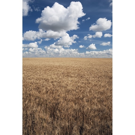 Posterazzi DPI1867165LARGE Wheat Field & Clouds In the Sky Poster Print, 24 x 38