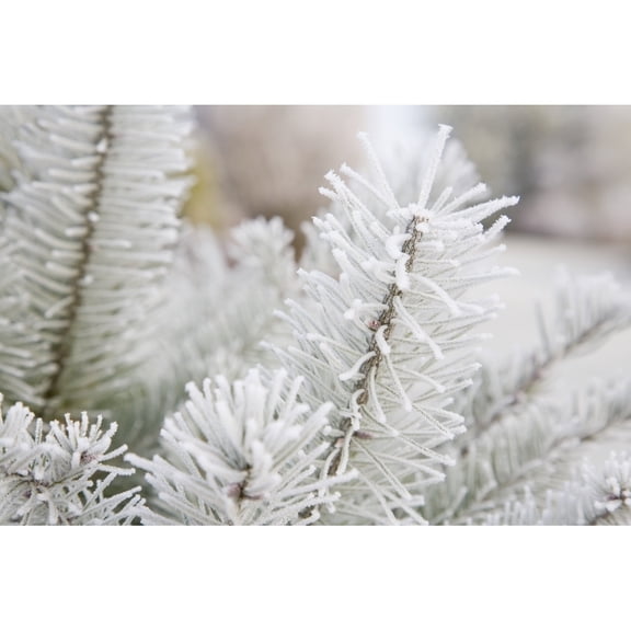 Posterazzi DPI1867488 Frost on Pine Tree Poster Print, 19 x 12