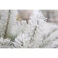 thumbnail image 1 of Posterazzi DPI1867488LARGE Frost on Pine Tree Poster Print, 38 x 24, 1 of 3
