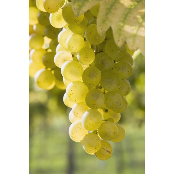 Posterazzi DPI1868003 White Grapes Poster Print, 12 x 19