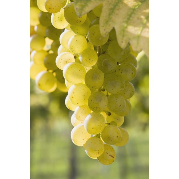 Posterazzi DPI1868003LARGE White Grapes Poster Print, 24 x 38