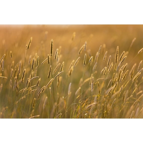 Posterazzi DPI1868160 Grass Poster Print, 19 x 12