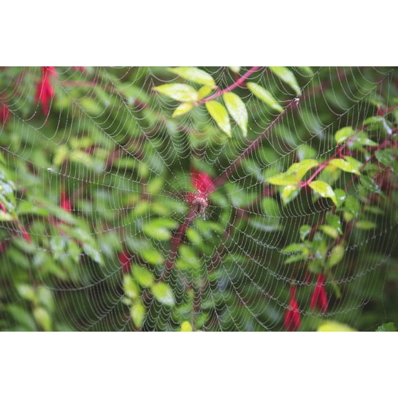 Posterazzi DPI1868395LARGE Spider Web Poster Print, 38 x 24