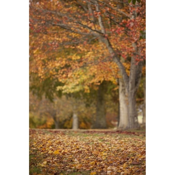 Posterazzi DPI1868697 Northumberland England - Autumn Colors on the Trees Poster Print, 12 x 19