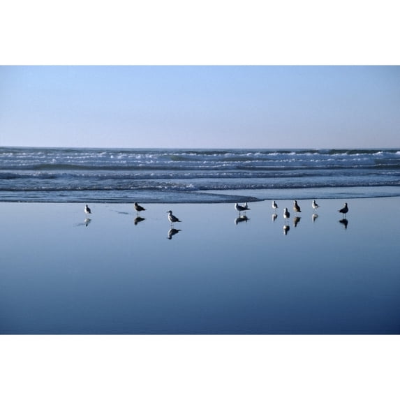 Posterazzi DPI1869039LARGE Seagulls Standing on the Shore As the Waves Roll In Poster Print, 36 x 24