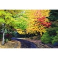 thumbnail image 1 of Posterazzi DPI1871297 Oregon United States of America - Trees Lining the Road In Autumn Colors Poster Print, 19 x 12, 1 of 3