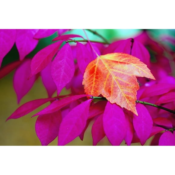 Posterazzi DPI1871299 Oregon United States of America - A Red Leaf Laying on Bright Pink Leaves Poster Print, 19 x 12